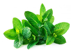 Mint (புதினா)