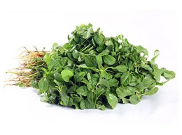 Tropical Amaranth (சிறு கீரை)