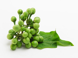 Turkey Berry (சுண்டைக்காய்)